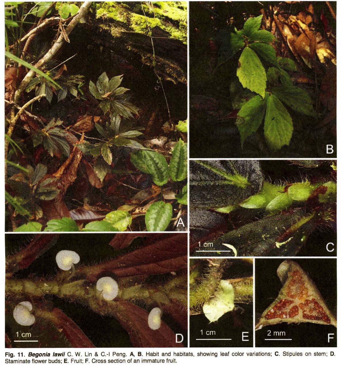 B. lawii